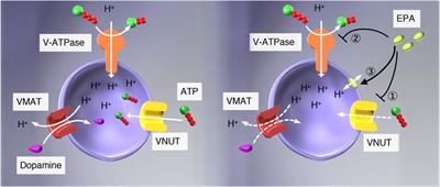 Is the vesicular nucleotide transporter a molecular target of eicosapentaenoic acid?